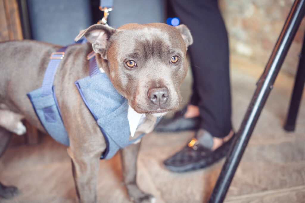 dog dressed up for wedding in cheshire